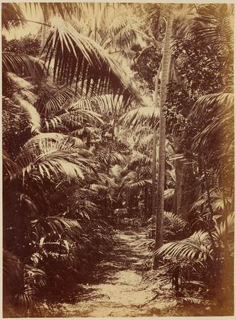 Forest scene, largely palms