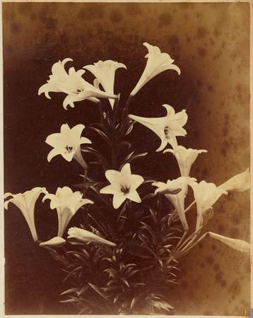 Christmas Lilly flowers