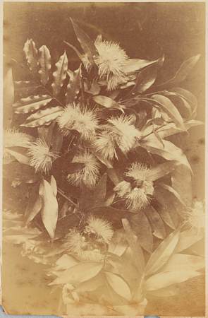 Foliage with flowers similar to a bottlebrush
