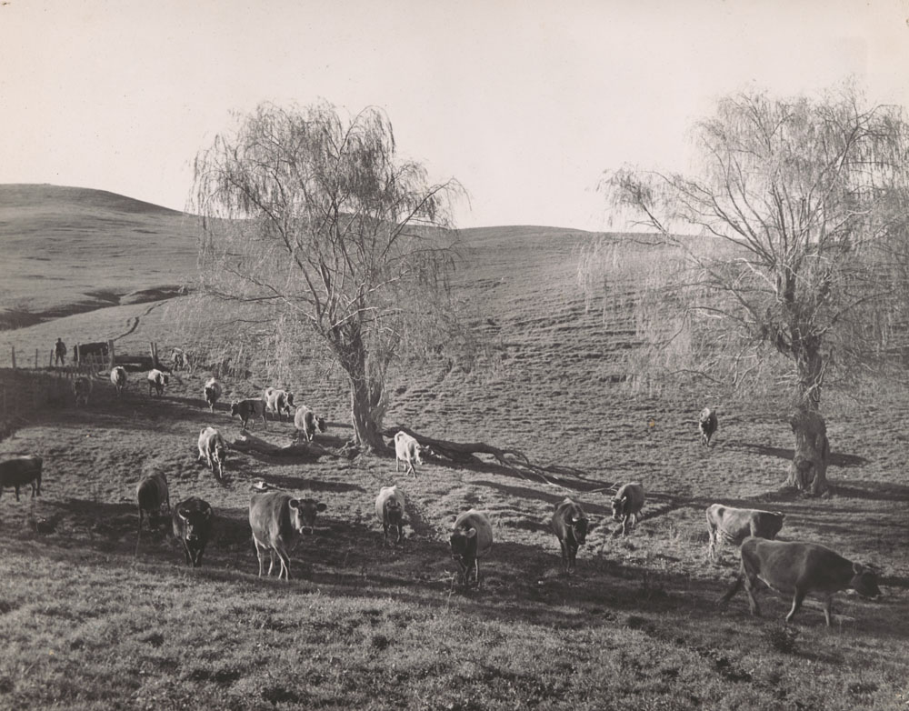 Te Aute College farm