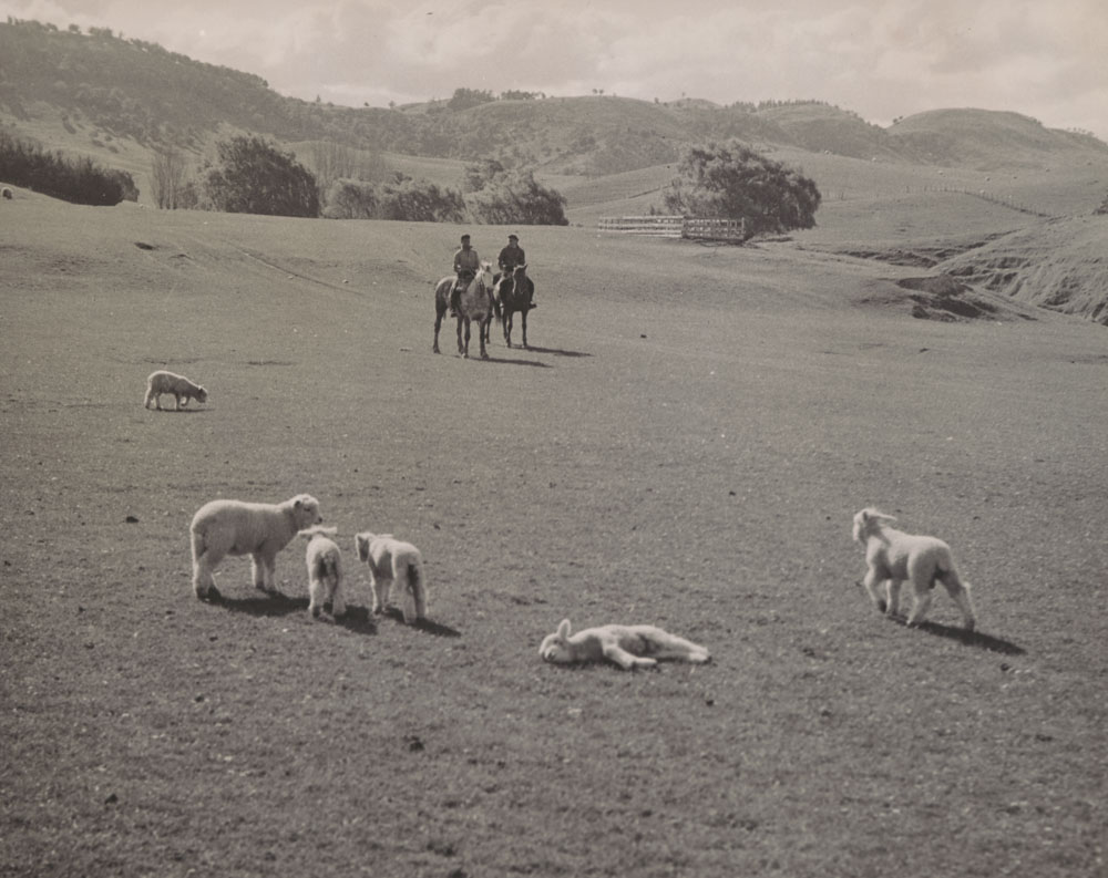 Te Aute College farm