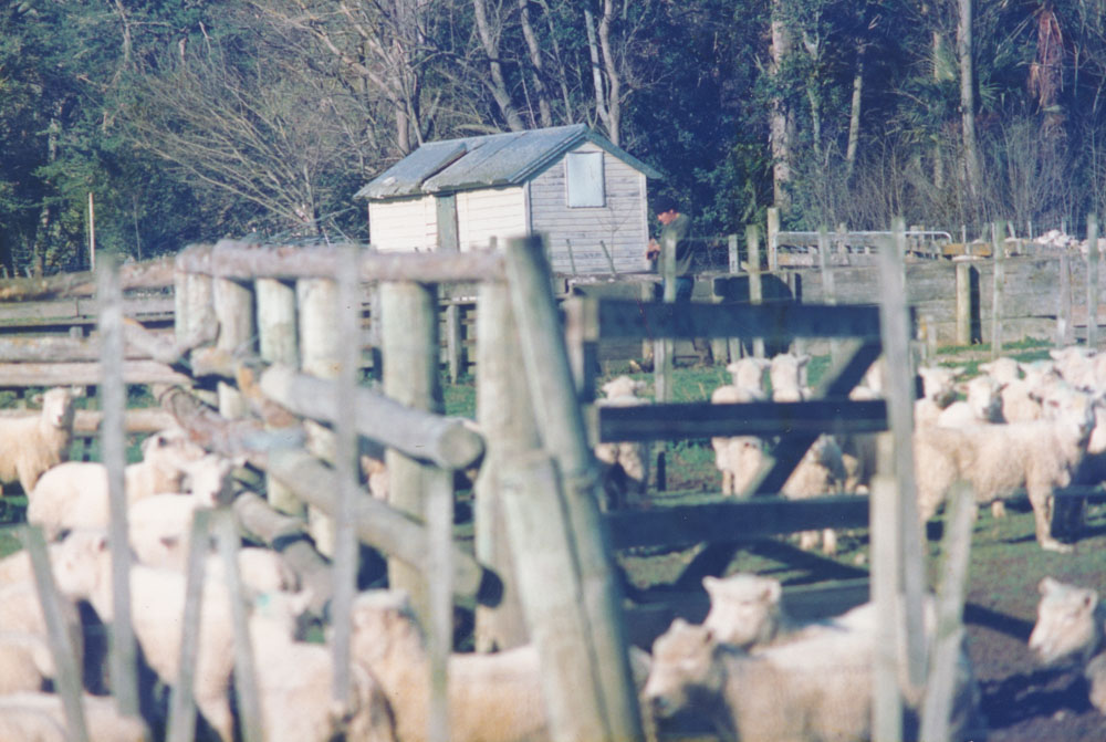 Te Aute College farm