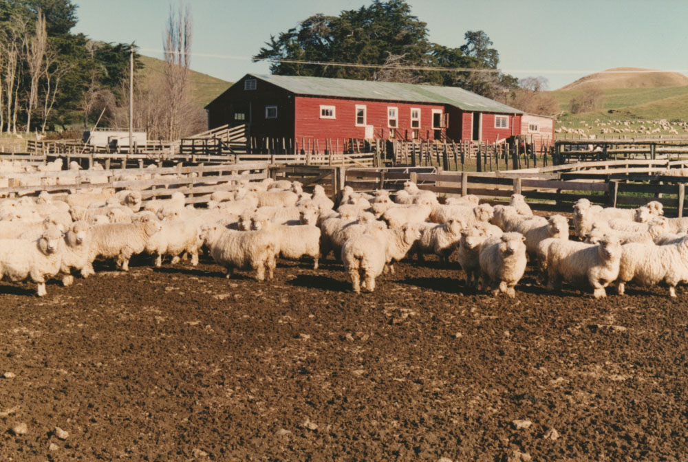 Te Aute College sheep in stock yard