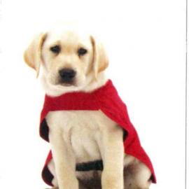 Royal New Zealand Foundation of the Blind Bookmark