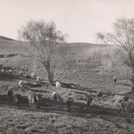 Te Aute College farm