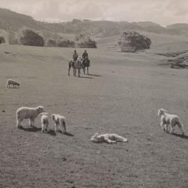 Te Aute College farm