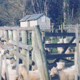 Te Aute College farm