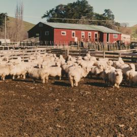 Te Aute College sheep in stock yard