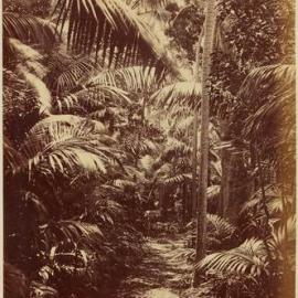 Forest scene, largely palms