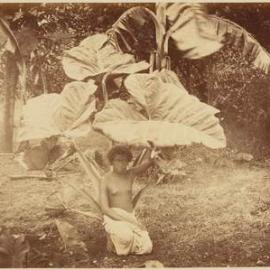 Girl Under a Taro Plant at Fiji