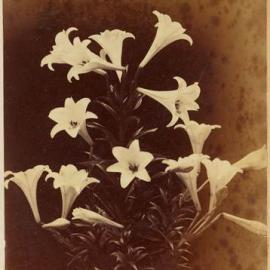 Christmas Lilly flowers