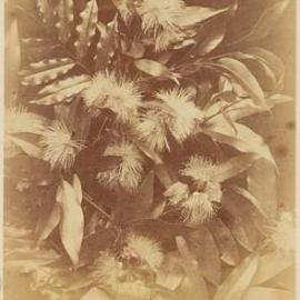 Foliage with flowers similar to a bottlebrush